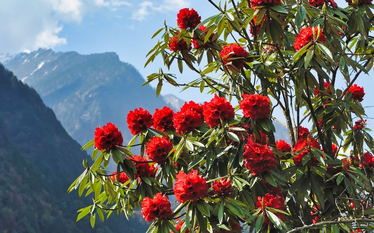 Barsey Rhododendron Trek