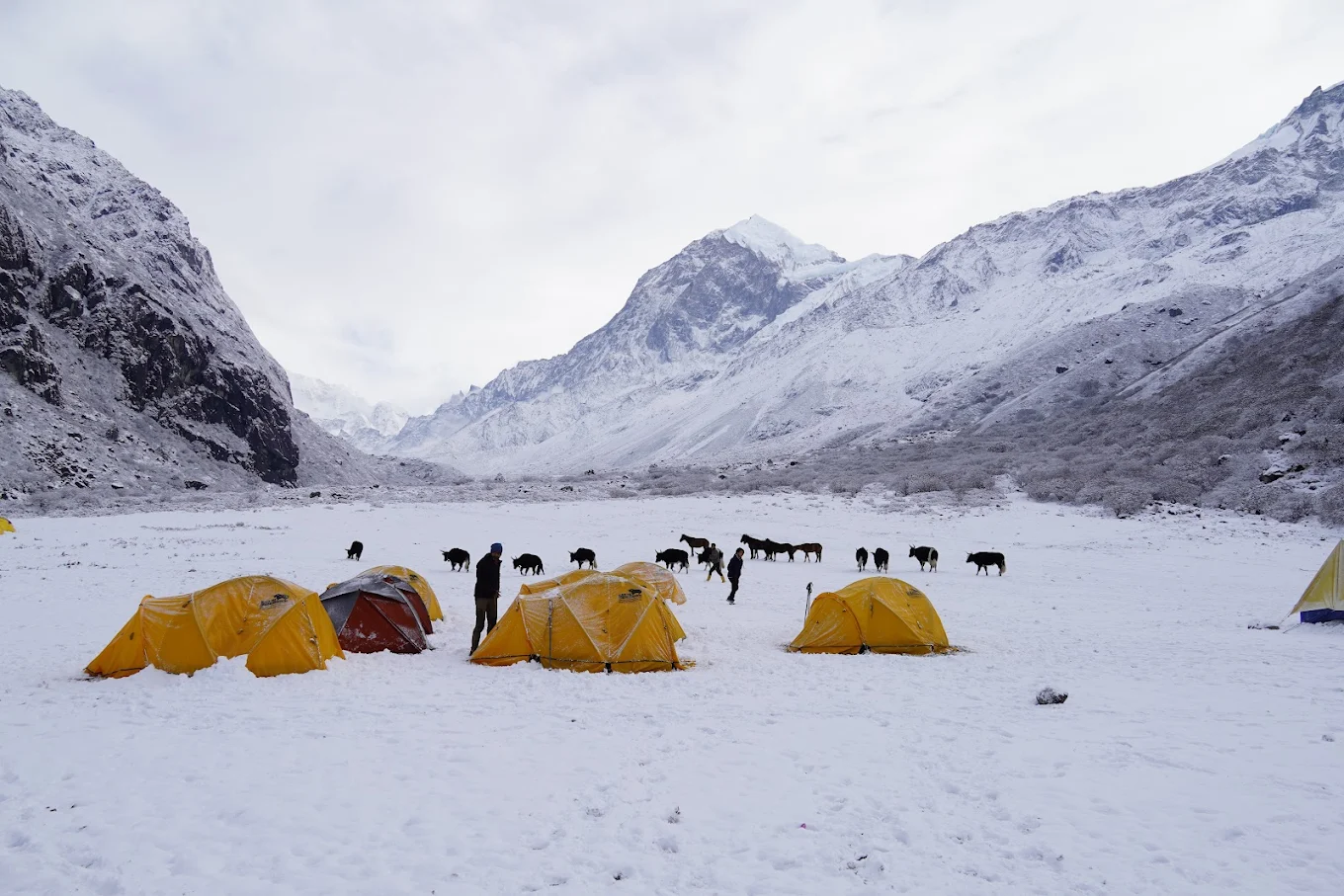 Thangsing Campsite on Goechala Trek: Snow-covered high-altitude camp with orange Black Yak Expedition tents, trekkers and local yaks against majestic Sikkim Himalayan peaks