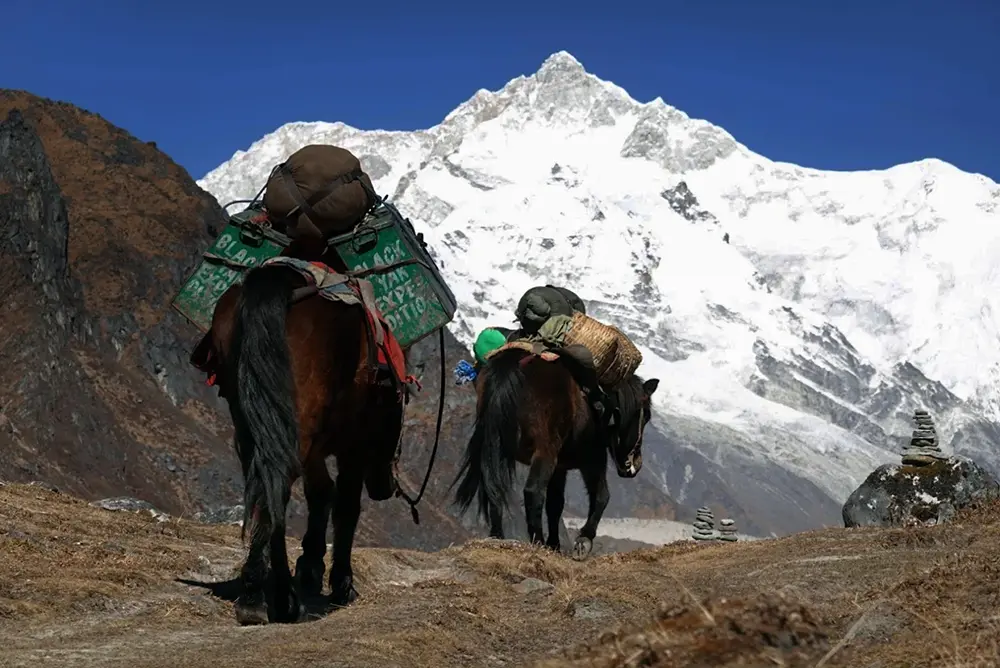 Pack horses carrying trekking gear on the Goechala Trek route to Lamuney camp, with Mount Kanchenjunga in the background,